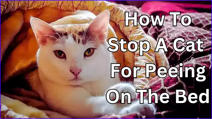 How to Stop Your Cat from Peeing on the Bed: Solutions and Tips