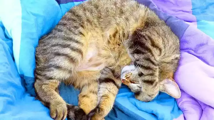 a cat sleeping on a blanket