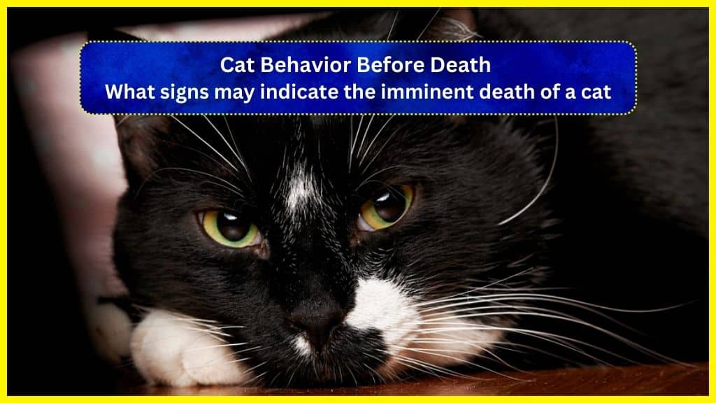 cat behavior before death